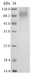 Human Nuclear receptor subfamily 4immunitygroup A member 1 (NR4A1) Recombinant Protein, N-10His/C-Myc, aa 1–598, Yeast, Homo sapiens (Human), Yeast, N-terminal 10xHis-tagged and C-terminal Myc-tagged, 68.2 kDa, purity >≥ 90% as determined by SDS-PAGE.