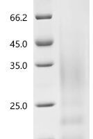 Human Interleukin-13 (IL13) Recombinant Protein, C-His, aa 25–146, Yeast - BioCrest Sci