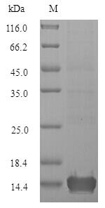 Ceratopteris richardii Cyanovirin-N homolog Recombinant Protein, N-10His, Ceratopteris richardii (Triangle waterfern), Yeast, N-terminal 10xHis-tagged, 14.9 kDa, purity >≥ 90% as determined by SDS-PAGE.