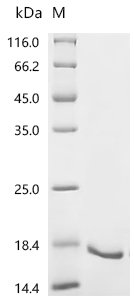 Mouse Tumor necrosis factor receptor superfamily member 16 (Ngfr), partial Recombinant Protein, C-His, Mus musculus (Mouse), E.coli, C-terminal 6xHis-tagged, 15.4 kDa, purity >≥ 95% as determined by SDS-PAGE.