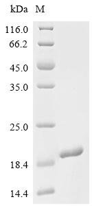 Human Neuronal vesicle trafficking-associated protein 1 (NSG1), partial Recombinant Protein, Homo sapiens (Human), E.coli, C-terminal 6xHis-tagged, 16.2 kDa, purity >≥ 95% as determined by SDS-PAGE.