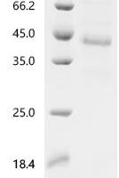 Mouse Growth/differentiation factor 11 (Gdf11) Recombinant Protein, C-hFc1 - BioCrest Sci