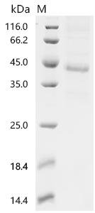 Mouse Growth/differentiation factor 11 (Gdf11) Recombinant Protein, C-hFc1, Mus musculus (Mouse), Mammalian cell, C-terminal hFc1-tagged, 41.4 kDa, purity >≥ 85% as determined by SDS-PAGE.
