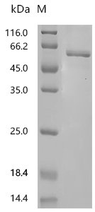 Mouse L-dopachrome tautomerase (Dct), partial Recombinant Protein, Mus musculus (Mouse), E.coli, C-terminal 6xHis-tagged, 58.1 kDa, purity >≥ 95% as determined by SDS-PAGE.