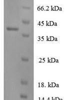 Dog Interleukin-8 (CXCL8) Recombinant Protein, N-GST - BioCrest Sci