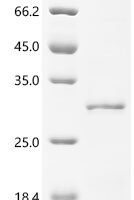 Bunodosoma granuliferum Delta-actitoxin-Bgr2a Recombinant Protein - BioCrest Sci