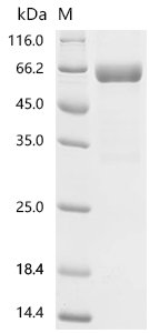Human Placenta growth factor (PGF) Recombinant Protein, C-hFc1, Homo sapiens (Human), Mammalian cell, C-terminal hFc1-tagged, 51.7 kDa, purity >≥ 90% as determined by SDS-PAGE.≥ 95% as determined by SEC-HPLC.