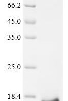 Mouse Small proline-rich protein 2E (Sprr2e) Recombinant Protein - BioCrest Sci