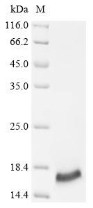 Mouse Small proline-rich protein 2E (Sprr2e) Recombinant Protein, Mus musculus (Mouse), Yeast, C-terminal 6xHis-tagged, 9.9 kDa, purity >≥ 95% as determined by SDS-PAGE.