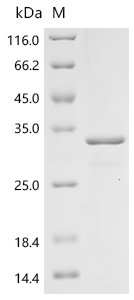 Bovine Interleukin-8 (CXCL8) Recombinant Protein, Bos taurus (Bovine), E.coli, N-terminal GST-tagged, 35.9 kDa, purity >≥ 90% as determined by SDS-PAGE.