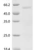 Escherichia coli Flagellin (fliC) Recombinant Protein, Tag-Free - BioCrest Sci