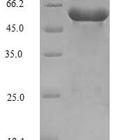 Saccharomyces cerevisiae Serine--tRNA ligase, Cytoplasmic domain (SES1) Recombinant Protein, N-His, aa 1–462, E.coli - BioCrest Sci