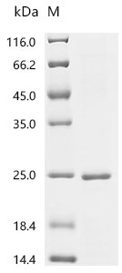 Mouse Granulocyte-macrophage colony-stimulating factor (Csf2) Recombinant Protein, C-His, Mus musculus (Mouse), E.coli, C-terminal 6xHis-tagged, 21.0 kDa, purity >≥ 85% as determined by SDS-PAGE.