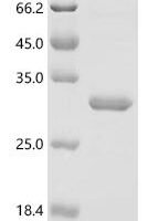 Brassica napus Cruciferin CRU1 (CRU1), partial Recombinant Protein - BioCrest Sci