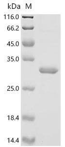 Brassica napus Cruciferin CRU1 (CRU1), partial Recombinant Protein, Brassica napus (Rape), E.coli, C-terminal 6xHis-tagged, 28.1 kDa, purity >≥ 90% as determined by SDS-PAGE.