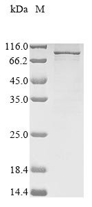 Human Semaphorin-3B (SEMA3B) Recombinant Protein, N-10His/C-Myc, Homo sapiens (Human), Baculovirus, N-terminal 10xHis-tagged and C-terminal Myc-tagged, 84.8 kDa, purity >≥ 85% as determined by SDS-PAGE.