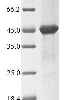 Rat D-amino-acid oxidase (Dao) Recombinant Protein - BioCrest Sci