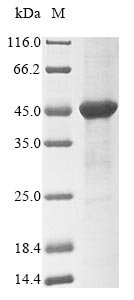 Rat D-amino-acid oxidase (Dao) Recombinant Protein, Rattus norvegicus (Rat), E.coli, N-terminal 10xHis-tagged and C-terminal Myc-tagged, 45.8 kDa, purity >≥ 85% as determined by SDS-PAGE.