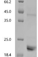Mouse Growth/differentiation factor 11 (Gdf11) Recombinant Protein, C-His - BioCrest Sci