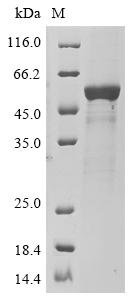 Human Atrial natriuretic peptide receptor 2 (NPR2), partial Recombinant Protein, N-His, Homo sapiens (Human), Yeast, N-terminal 6xHis-tagged, 50.0 kDa, purity >≥ 85% as determined by SDS-PAGE.