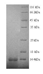 Human Early growth response protein 1 (EGR1), partial Recombinant Protein, N-His, Homo sapiens (Human), Yeast, N-terminal 6xHis-tagged, 12.1 kDa, purity >≥ 90% as determined by SDS-PAGE.