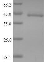 Mouse Indoleamine 2,3-dioxygenase 1 (Ido1) Recombinant Protein - BioCrest Sci
