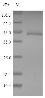 Mouse Indoleamine 2,3-dioxygenase 1 (Ido1) Recombinant Protein, Mus musculus (Mouse), Yeast, N-terminal 6xHis-tagged, 47.6 kDa, purity >≥ 90% as determined by SDS-PAGE.