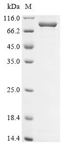 Human Delta-1-pyrroline-5-carboxylate synthase (ALDH18A1) Recombinant Protein, Homo sapiens (Human), E.coli, Tag-Free, 87.3 kDa, purity >≥ 85% as determined by SDS-PAGE.