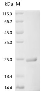 Escherichia coli Chemotaxis protein CheY (cheY) Recombinant Protein, Escherichia coli (strain K12), E.coli, C-terminal 6xHis-tagged, 20.9 kDa, purity >≥ 90% as determined by SDS-PAGE.