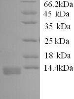 Dog Interleukin-8 (CXCL8) Recombinant Protein, N-His - BioCrest Sci