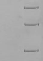 Mouse Methylmalonyl-CoA mutase, mitochondrial (Mutc) Recombinant Protein - BioCrest Sci
