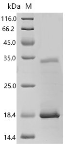 Human Solute carrier family 15 member 3 (SLC15A3), partial Recombinant Protein, Homo sapiens (Human), E.coli, C-terminal 6xHis-tagged, 13.2 kDa, purity >≥ 85% as determined by SDS-PAGE.