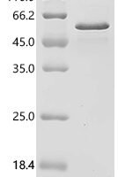 Mouse Neurogenic differentiation factor 1 (Neurod1)(M114A,H115A) Recombinant Protein, C-His, aa 1–357 (M114A,H115A), E.coli - BioCrest Sci
