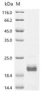 Mouse Cathelicidin antimicrobial peptide (Camp) Recombinant Protein, Mus musculus (Mouse), E.coli, N-terminal 6xHis-SUMO-tagged, 17.2 kDa, purity >≥ 85% as determined by SDS-PAGE.