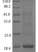 Pig Protegrin-3 (NPG3) Recombinant Protein - BioCrest Sci