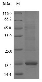 Pig Protegrin-3 (NPG3) Recombinant Protein, Sus scrofa (Pig), E.coli, N-terminal 6xHis-SUMO-tagged, 18.1 kDa, purity >≥ 90% as determined by SDS-PAGE.