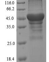 Ambrosia artemisiifolia Pectate lyase 1 Recombinant Protein, N-His, aa 26–398, E.coli - BioCrest Sci