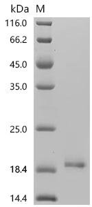 Bovine Fibroblast growth factor 2 (FGF2) Recombinant Protein, N-10His, Bos taurus (Bovine), Yeast, N-terminal 10xHis-tagged, 18.9 kDa, purity >≥ 85% as determined by SDS-PAGE.