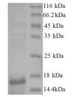 Human Bone morphogenetic protein 2 (BMP2) Recombinant Protein, N-His, aa 283–396, E.coli - BioCrest Sci