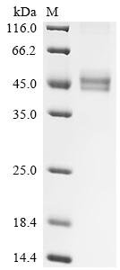 Human T-cell surface glycoprotein CD3 gamma chain (CD3G), partial Recombinant Protein, Homo sapiens (Human), Mammalian cell, C-terminal hFc1-tagged, 39.6 kDa, purity >≥ 90% as determined by SDS-PAGE.