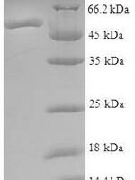 Human ATPase ASNA1 (ASNA1) Recombinant Protein - BioCrest Sci
