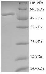 Human ATPase ASNA1 (ASNA1) Recombinant Protein, Homo sapiens (Human), E.coli, N-terminal 6xHis-SUMO-tagged, 54.7 kDa, purity >≥ 90% as determined by SDS-PAGE.
