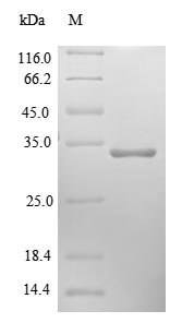 Human Cytochrome b-c1 complex subunit 10 protein (UQCR11) Recombinant Protein, Homo sapiens (Human), E.coli, N-terminal GST-tagged, 33.6 kDa, purity >≥ 90% as determined by SDS-PAGE.