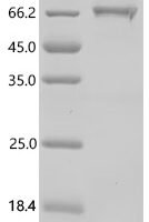 Mouse Kelch-like ECH-associated protein 1 (Keap1) Recombinant Protein, N-10His/C-Twin-Strep - BioCrest Sci