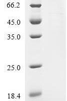 Bovine Beta-defensin 3 (DEFB3) Recombinant Protein - BioCrest Sci