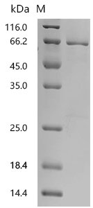 Human Roundabout homolog 3 (ROBO3), partial Recombinant Protein, N-10His/C-Myc, Homo sapiens (Human), E.coli, N-terminal 10xHis-tagged and C-terminal Myc-tagged, 58.2 kDa, purity >≥ 85% as determined by SDS-PAGE.