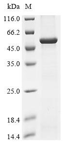 Human Lipopolysaccharide-binding protein (LBP) Recombinant Protein, Homo sapiens (Human), E.coli, N-terminal 10xHis-tagged and C-terminal Myc-tagged, 55.9 kDa, purity >≥ 85% as determined by SDS-PAGE.