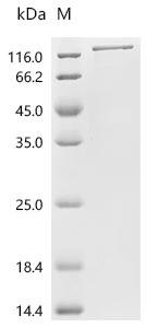 Mouse Integrin alpha-4 (Itga4), partial Recombinant Protein, Mus musculus (Mouse), Mammalian cell, C-terminal 10xHis-HSA-tagged, 124.0 kDa, purity >≥ 95% as determined by SDS-PAGE.