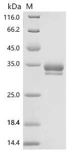 Chicken Hepatocyte growth factor (HGF), partial Recombinant Protein, Gallus gallus (Chicken), Mammalian cell, C-terminal 10xHis-tagged, 27.1 kDa, purity >≥ 95% as determined by SDS-PAGE.≥ 90% as determined by SEC-HPLC.