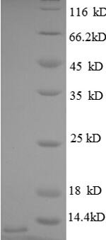 Human C-X-C motif chemokine 3 (CXCL3) Recombinant Protein, Homo sapiens (Human), E.coli, N-terminal 6xHis-tagged, 11.9 kDa, purity >≥ 90% as determined by SDS-PAGE.